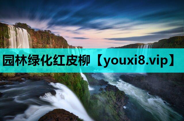 园林绿化红皮柳