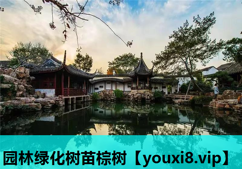 园林绿化树苗棕树